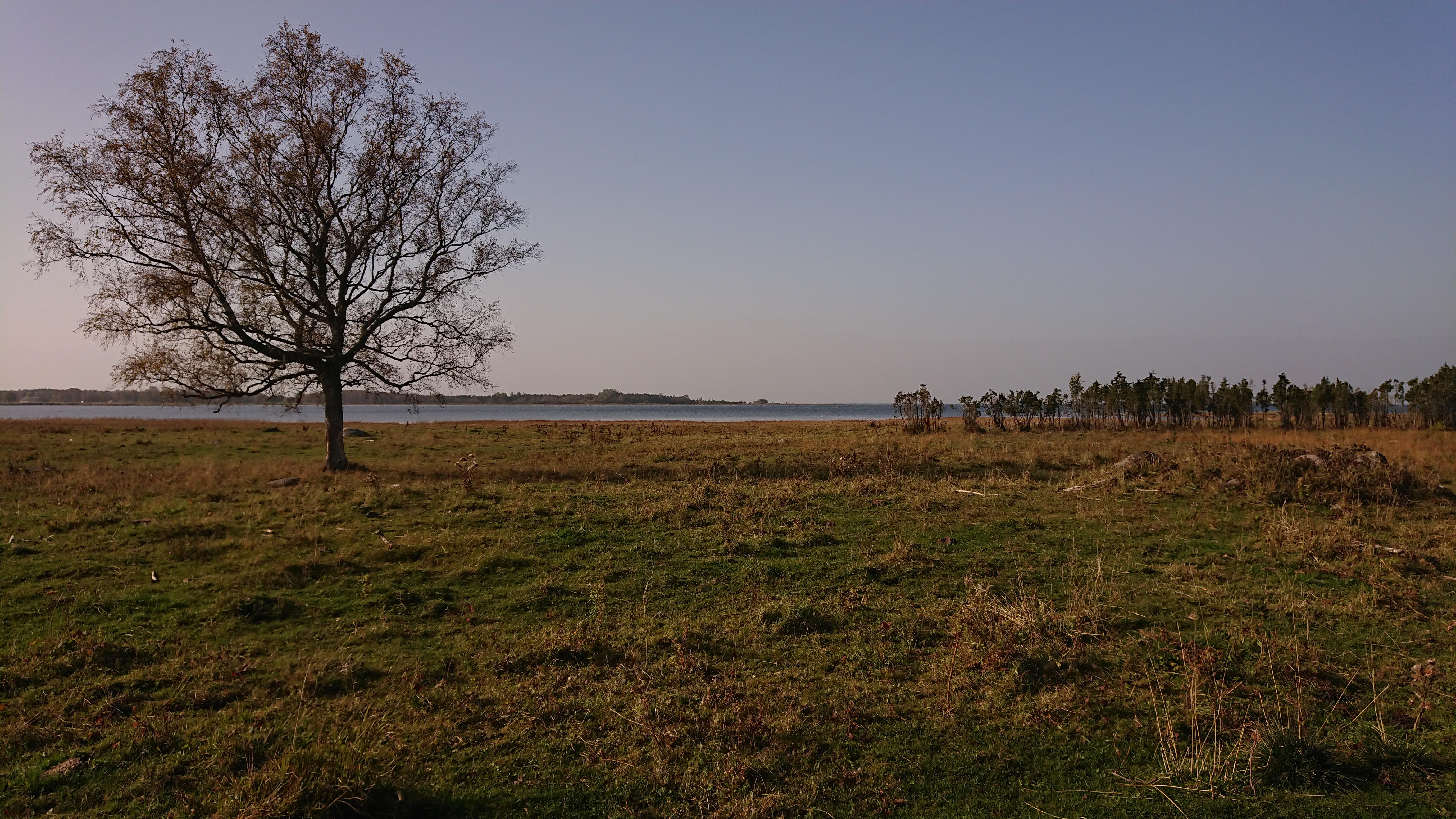 Riguldi rannaniit. Foto: Märt Holtsmann
