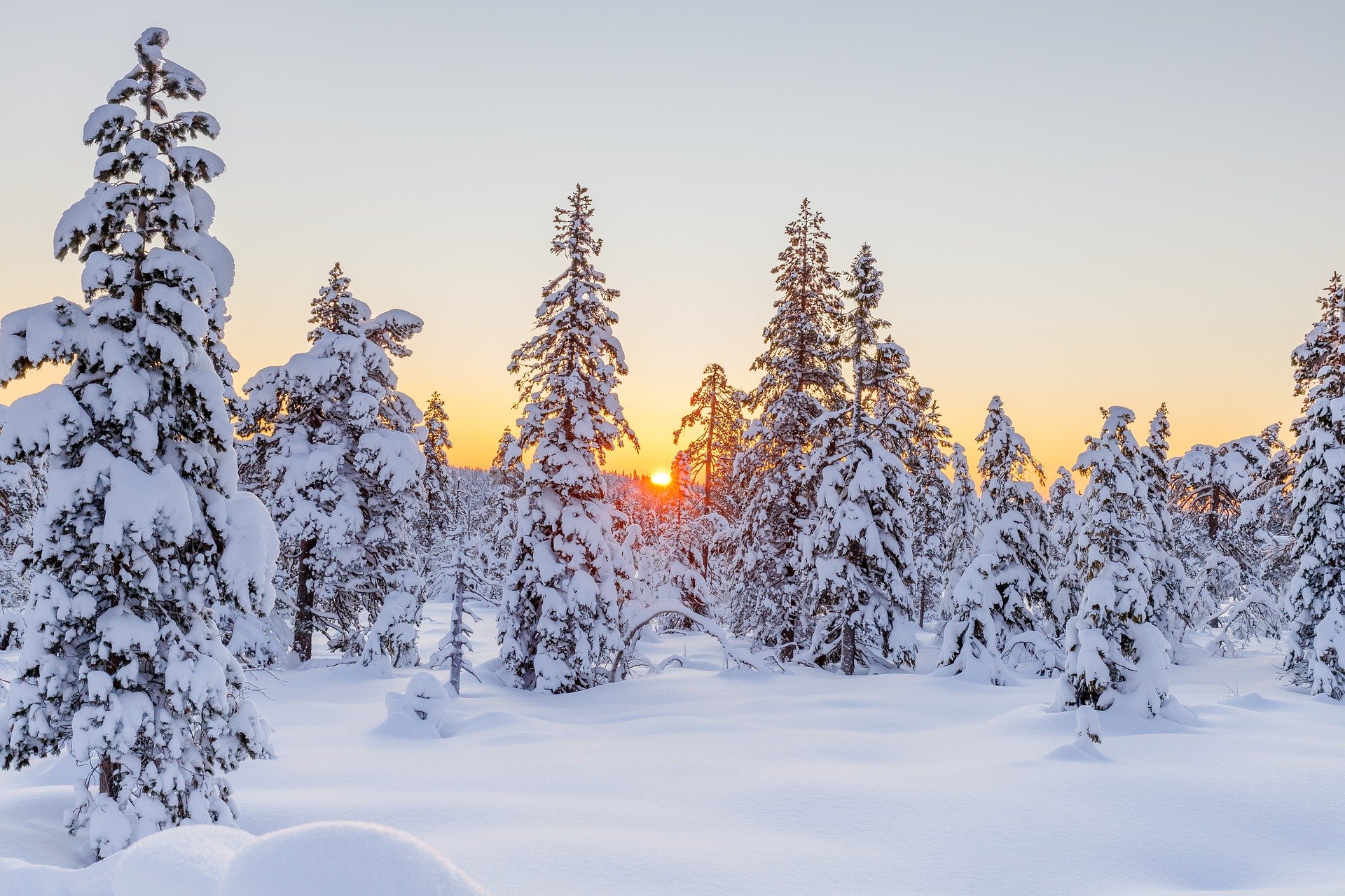 Lumi kuusikus