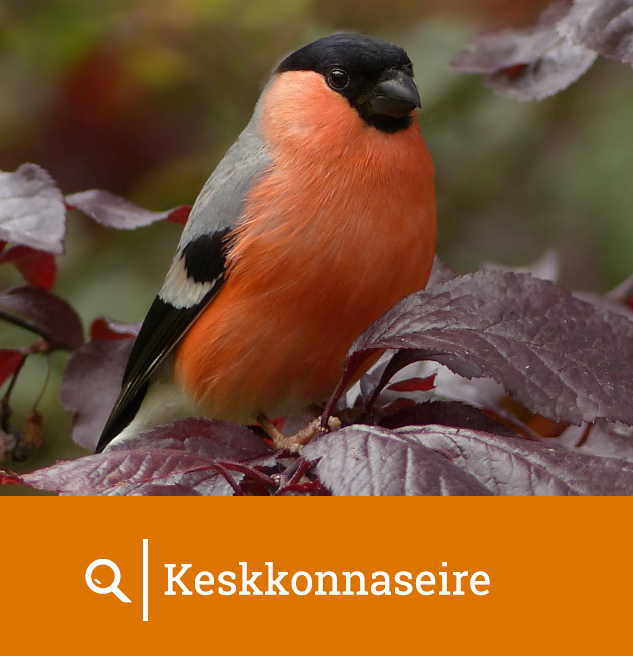 leevike