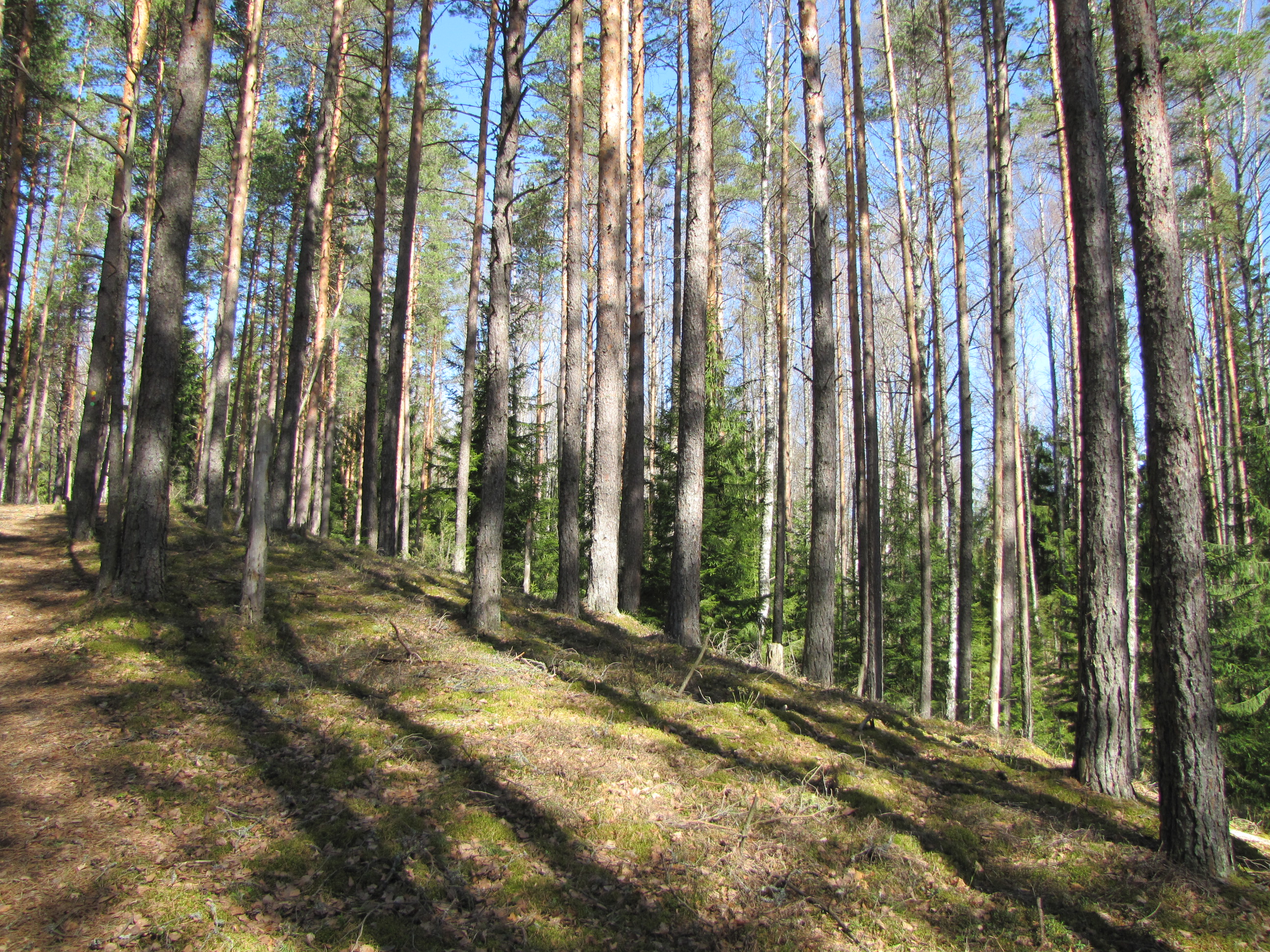 Okasmetsad oosidel ja moreenkuhjatistel. Autor: Herdis Fridolin