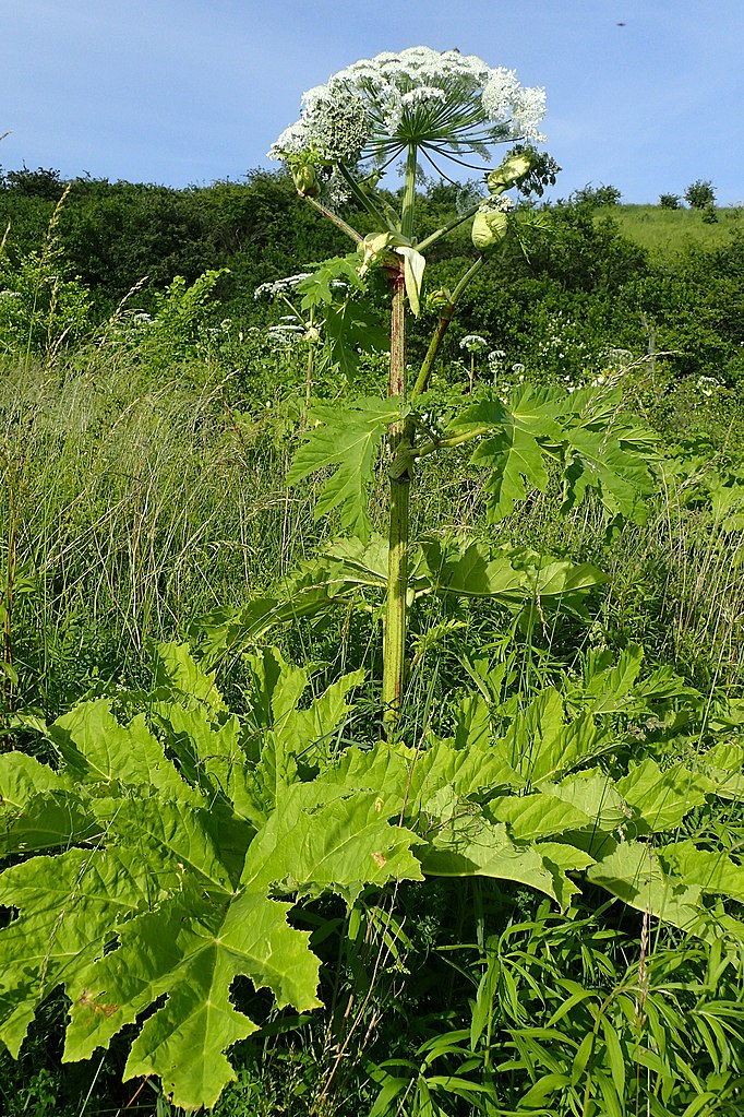 Heracleum sosnowskyi in Czechów near Gorzów Wlkp., W Poland