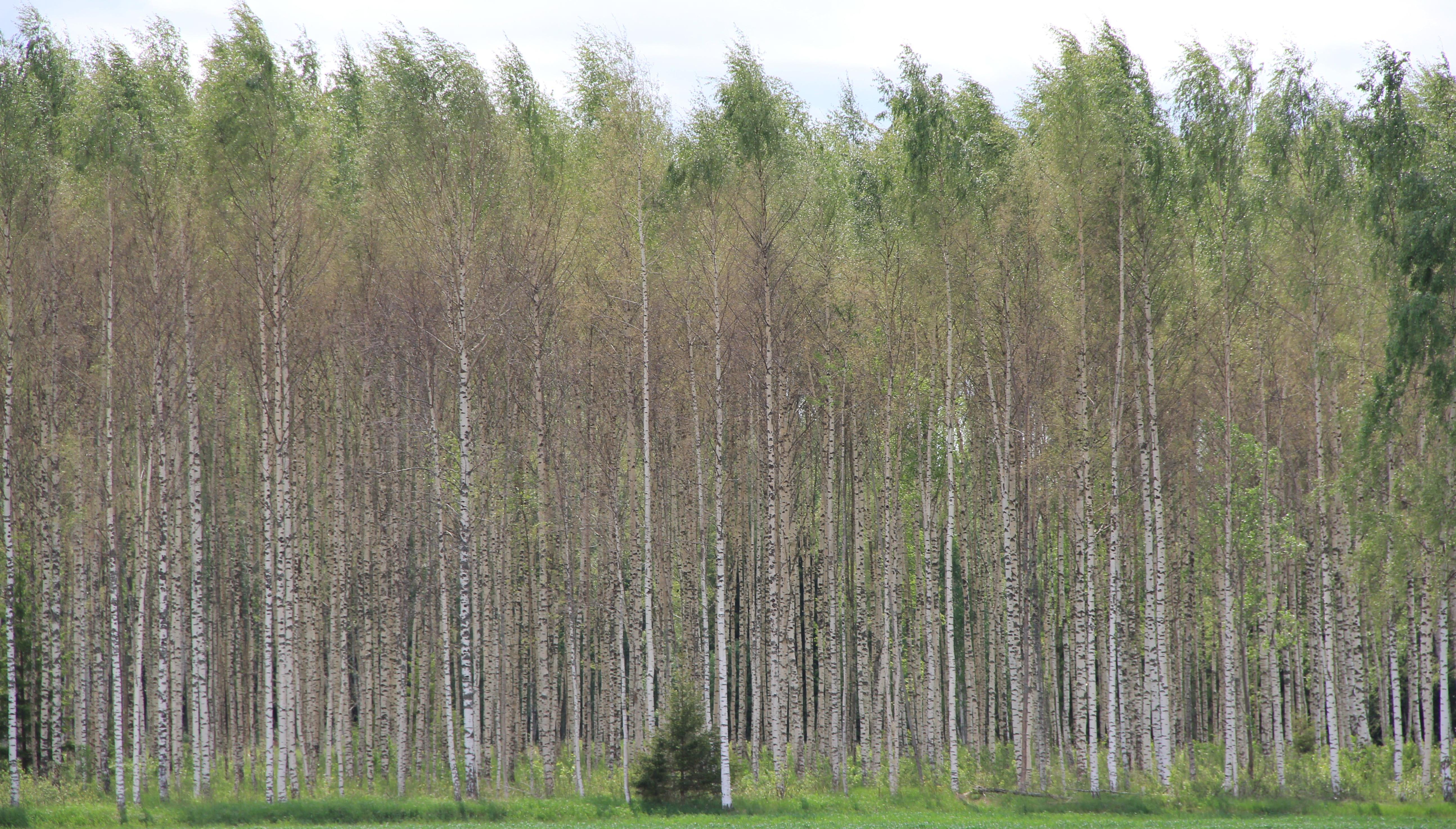 Metsa-külmavaksiku poolt paljaks söödud arukased metsas