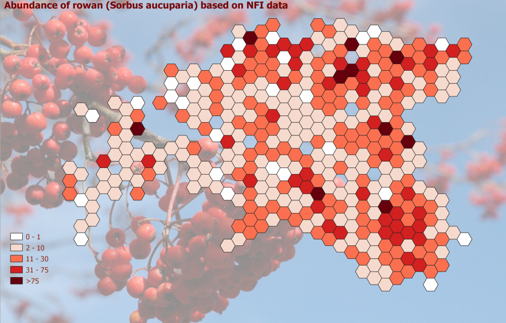 Estonian map with sorbus aucuparia