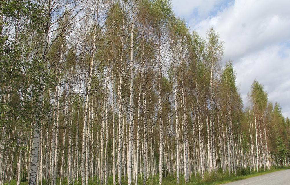 Metsa-külmavaksiku poolt paljaks söödud arukased metsas