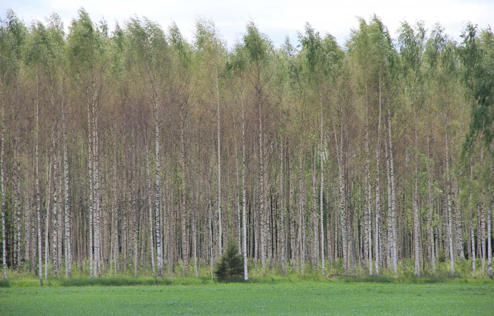 Metsa-külmavaksiku poolt paljaks söödud arukased metsas
